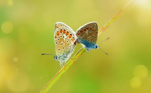היתרונות והחסרונות של בעלות על עכביש צייד