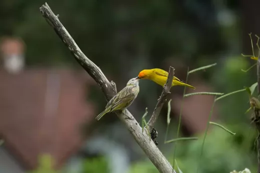 מדוע כנריות הן חיות מחמד טובות