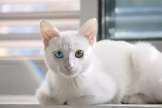 אישיותו ותכונותיו של החתול הפרסי