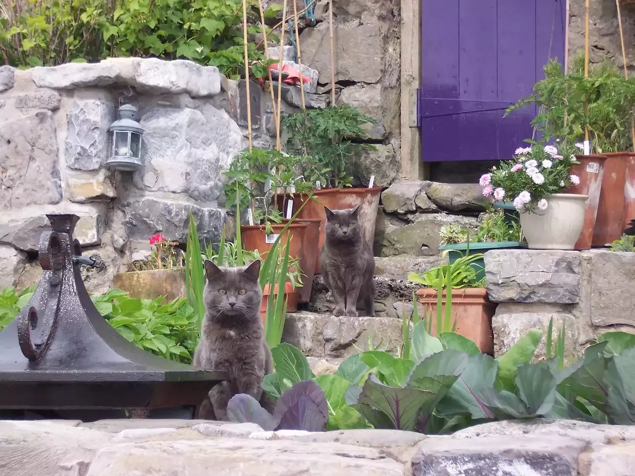 האם כדאי לאמץ חתול מנקס?