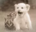 טיפים לטיפול ב-Ocelot