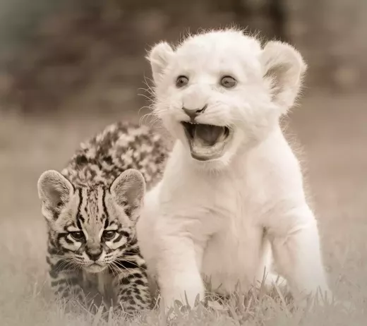טיפים לטיפול ב-Ocelot