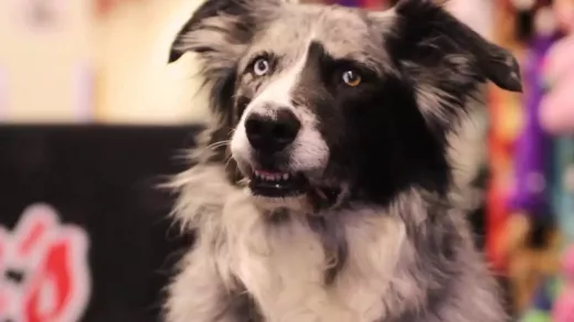 מקלט המחמד של מינסוטה