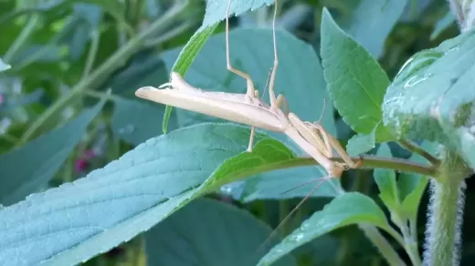 איך לשמור על ג'וקים כחיות מחמד