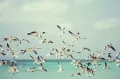 רשימות ביקורת רשמיות של ציפורים בקנדה