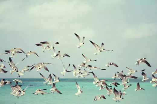 רשימות ביקורת רשמיות של ציפורים בקנדה