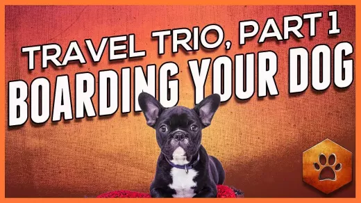 סוגים שונים של מתקני פנסיון לחיות מחמד