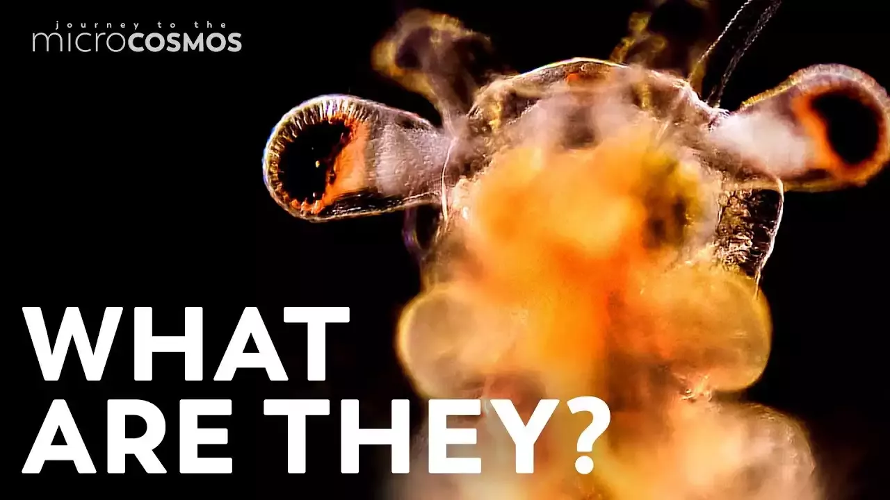 איך לטפל בקוף ים בבית